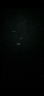 鯖だらけ時々メバル