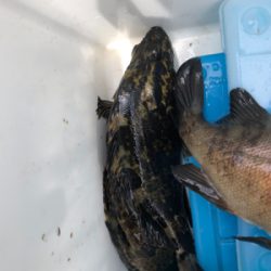 久しぶりにメバル