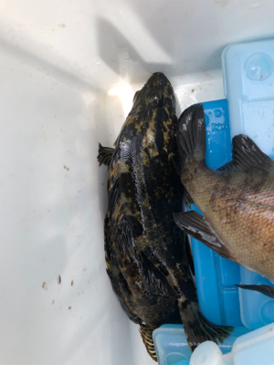 久しぶりにメバル