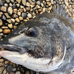 雨上がりの朝、チネ乱舞