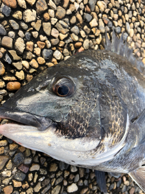 雨上がりの朝、チネ乱舞