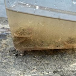 土日より平日の方がハゼクラは釣れる。