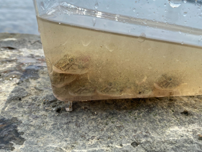 土日より平日の方がハゼクラは釣れる。