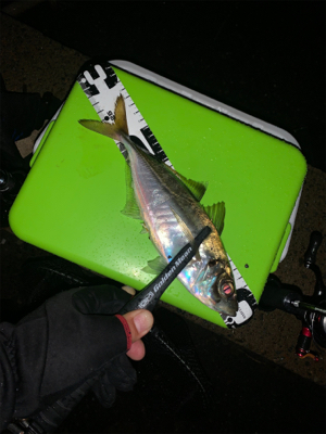 アジング復活‼︎と安定？のタコ