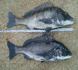 『釣りデビュー❤』180日目⭐