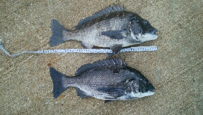 『釣りデビュー❤』180日目…