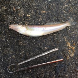 キスが食べたくて