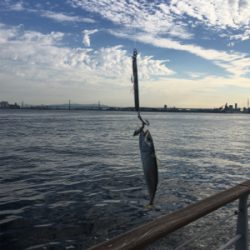 豆サバは相変わらずタコは激渋に。。