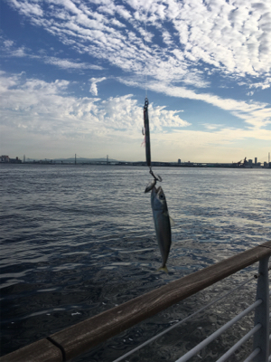豆サバは相変わらずタコは激渋に。。