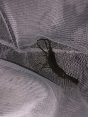 テナガエビチャレンジ