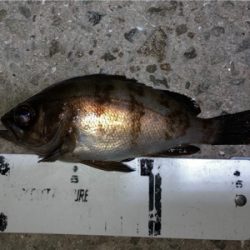 漁港で梅雨メバル