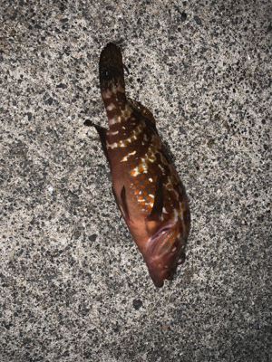 ライトショアジギング