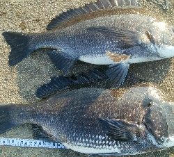 『釣りデビュー❤』181日目✨