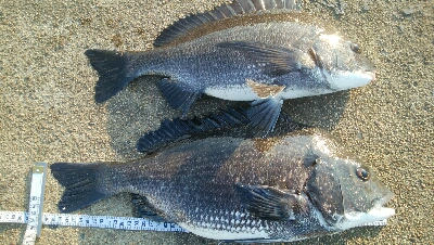 『釣りデビュー❤』181日目✨