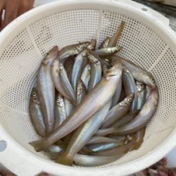 キス天食べ放題開催の為に。