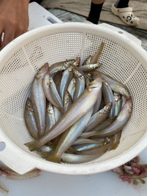 キス天食べ放題開催の為に。