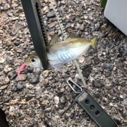 久々アジング、嬉しいゲスト