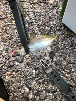 久々アジング、嬉しいゲスト