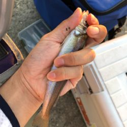 泉大津キスシーズンイン！