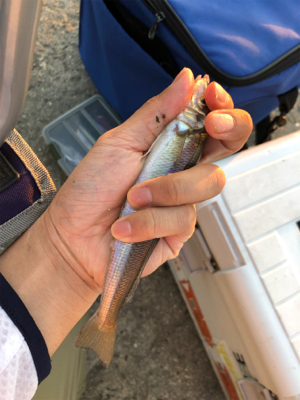 泉大津キスシーズンイン！