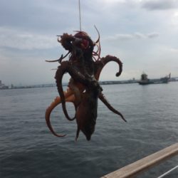 豆サバ、新子タコも激渋く。。