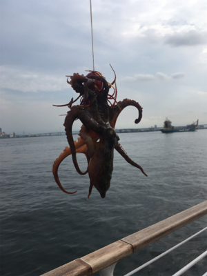 豆サバ、新子タコも激渋く。。