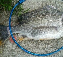 『釣りデビュー❤』182日目⭐