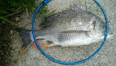 『釣りデビュー❤』182日目⭐