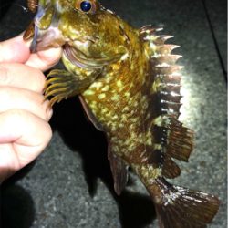 ボトムでガシラゲーム