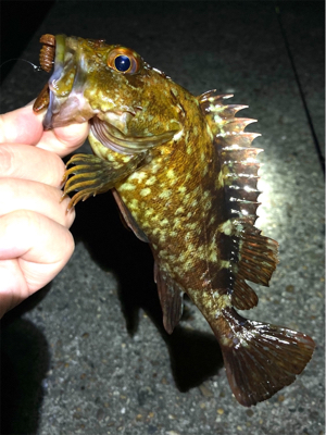 ボトムでガシラゲーム