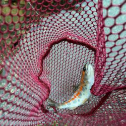 久しぶりのアマゴ