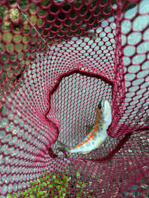 久しぶりのアマゴ