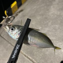 アジング楽しい!