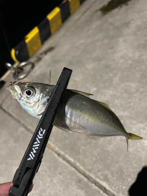 アジング楽しい!