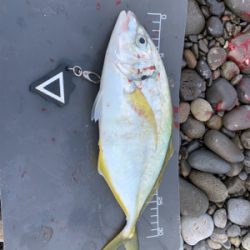 シマアジ狙いで！