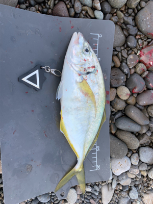 シマアジ狙いで！