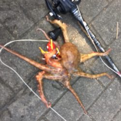 タコは渋いながらも成長過程。。