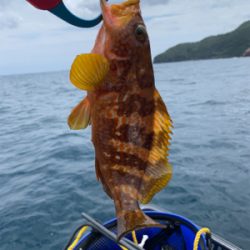 ボートで昼イカメタル、タイラバ釣行