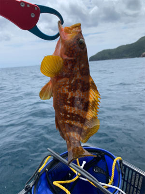 ボートで昼イカメタル、タイラバ釣行
