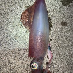 サイトエギング