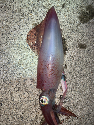 サイトエギング