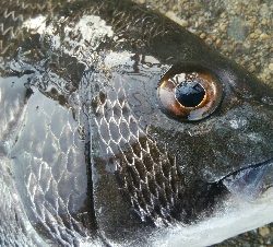 『釣りデビュー❤』183日目