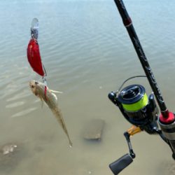 干潮からの3時間、ハゼクラ