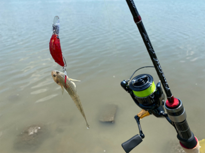 干潮からの3時間、ハゼクラ