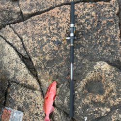 ロックフィッシュ