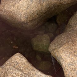 テナガエビ釣り