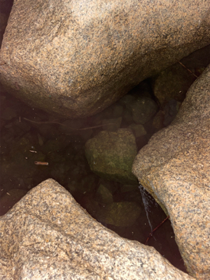 テナガエビ釣り