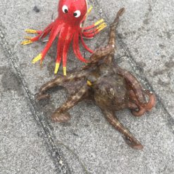 やっと成長してきたかと思いきや。。