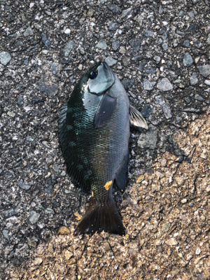 ツバスナブラも20分