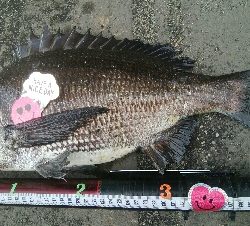 『釣りデビュー❤』184日目✨